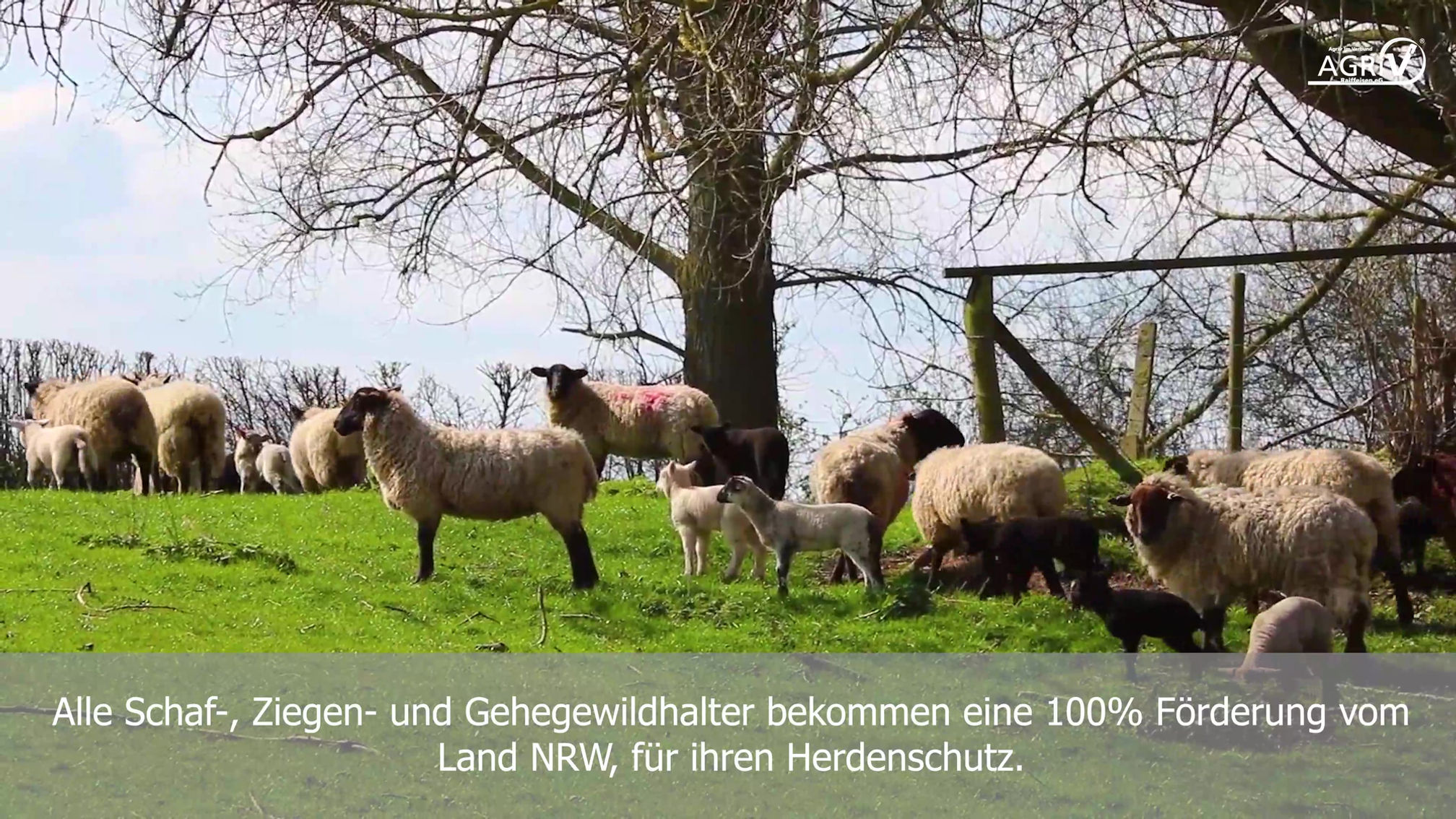 Wolfsmanagement und Herdenschutz